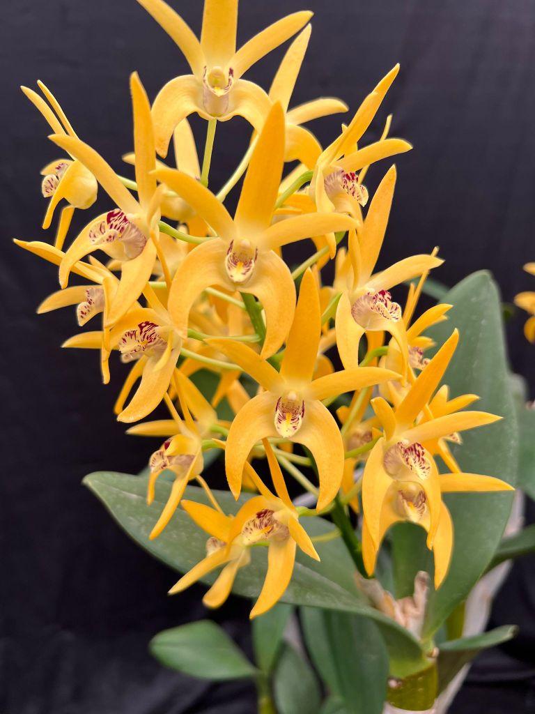 Dendrobium Brimbank Mikado - photo 2