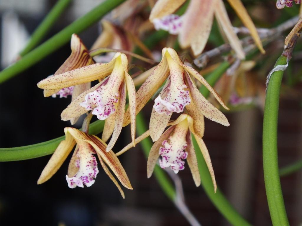 Dendrobium Gillieston Glow - photo 2