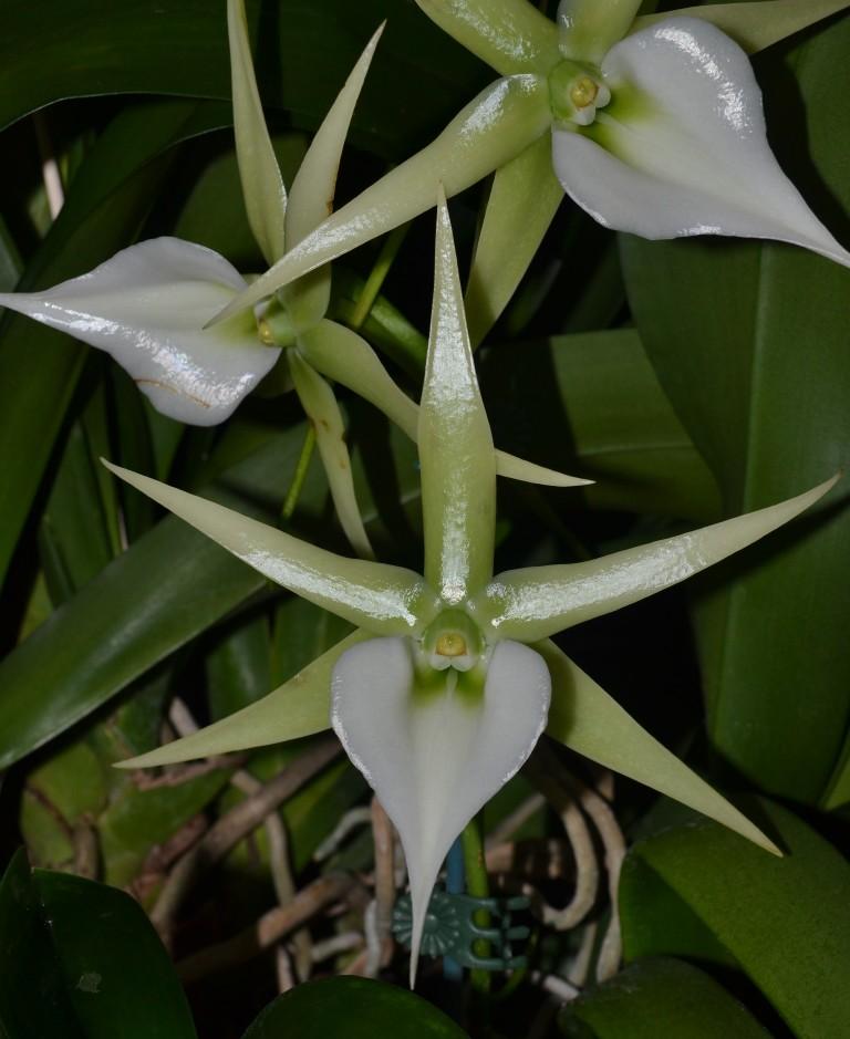 Angreacum Memoria Mark Aldridge