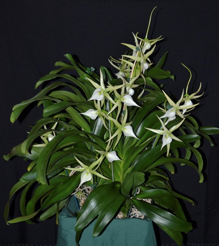 Angreacum Memoria Mark Aldridge