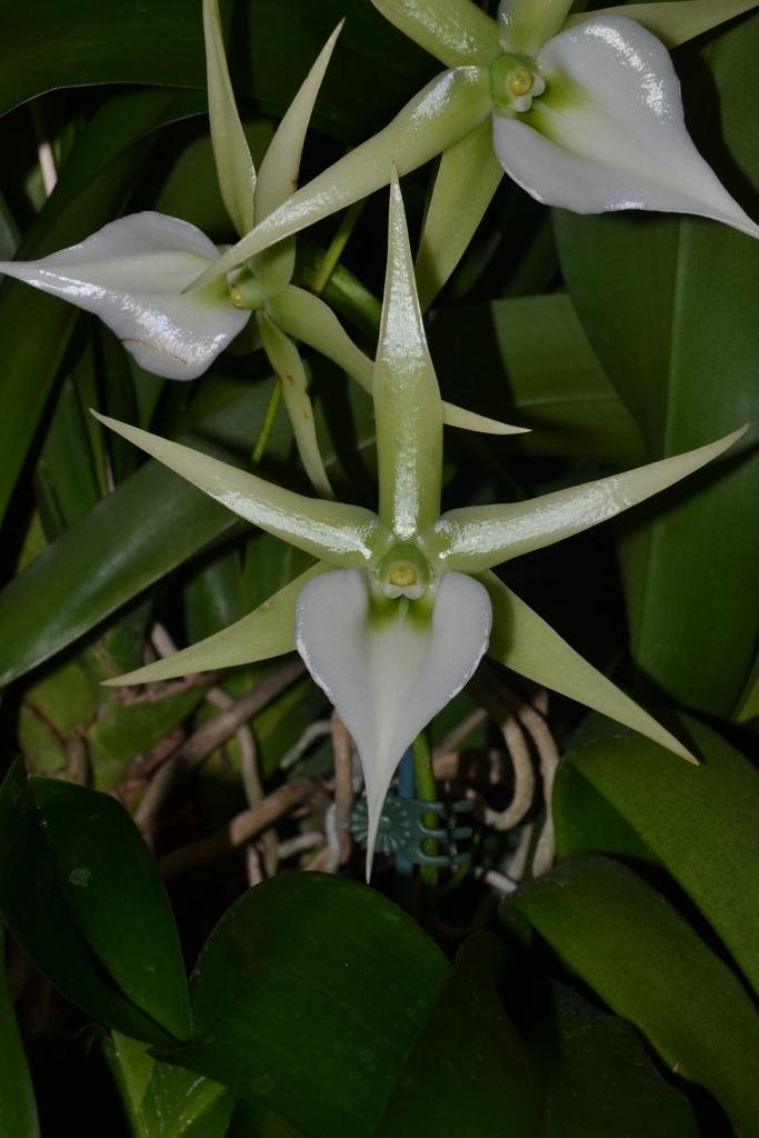 Angreacum Memoria Mark Aldridge - photo 2