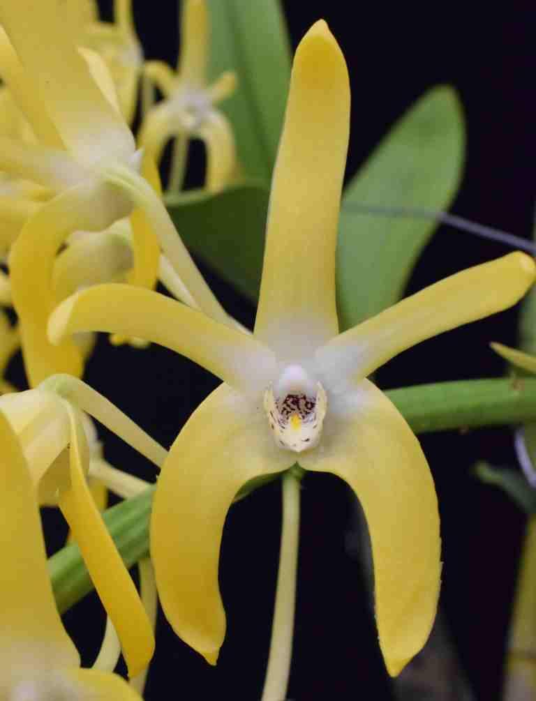 Dendrobium speciosum var. grandiflorum