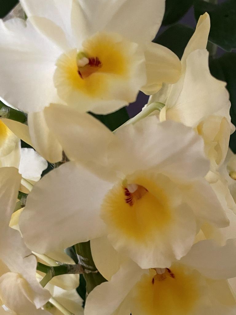 Den Oriental Moonlight