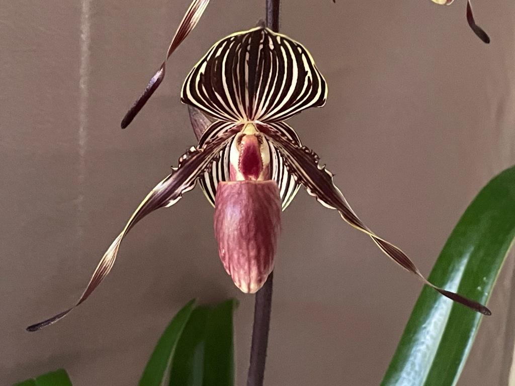 Paph William Ambler 'Elanor"