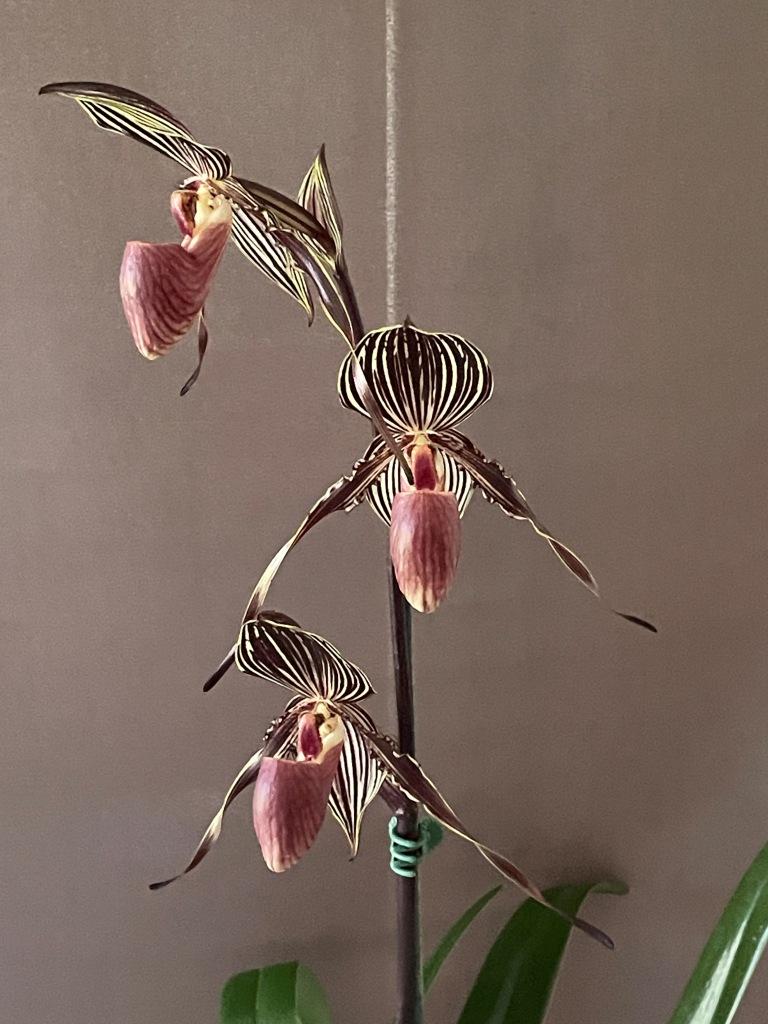 Paphiopedilum William Ambler 'Elanor" - photo 2