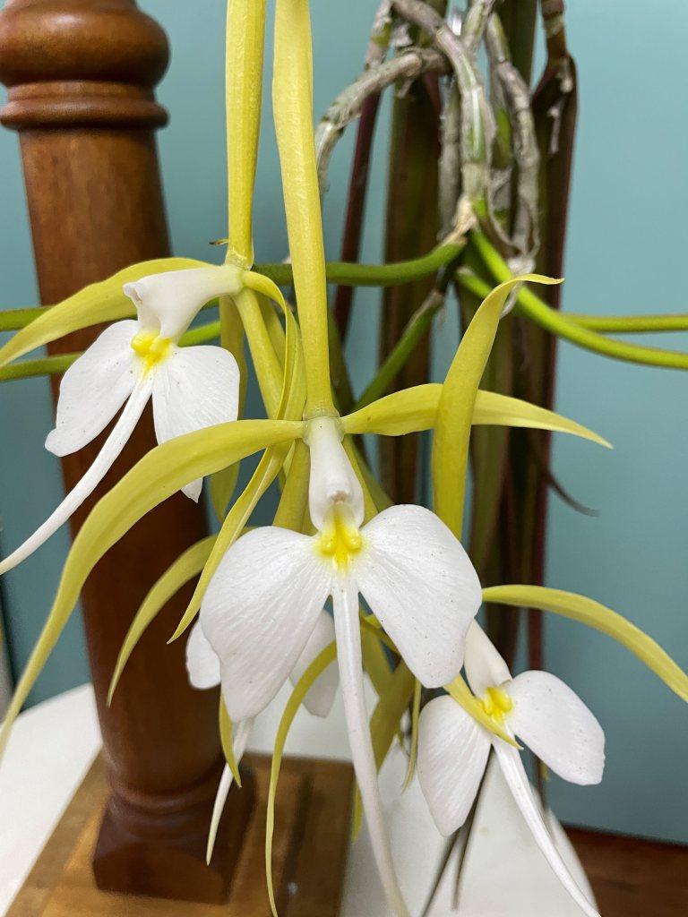 Epidendrum parkinsonianum