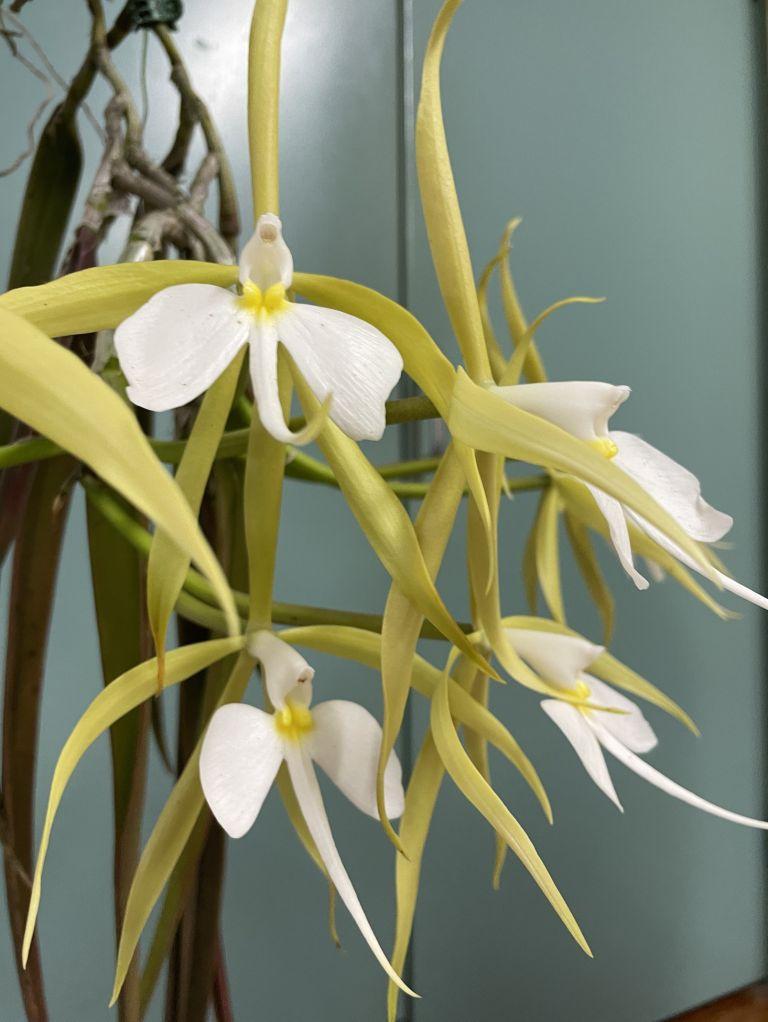 Epidendrum parkinsonianum - photo 2