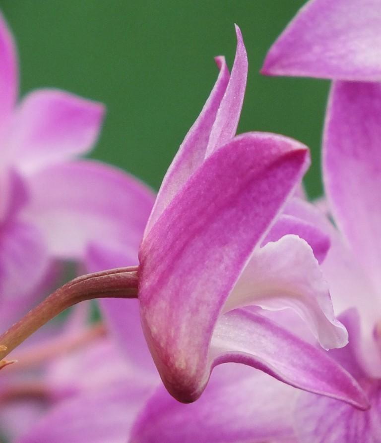 Dendrobium Esme Poulton - photo 2