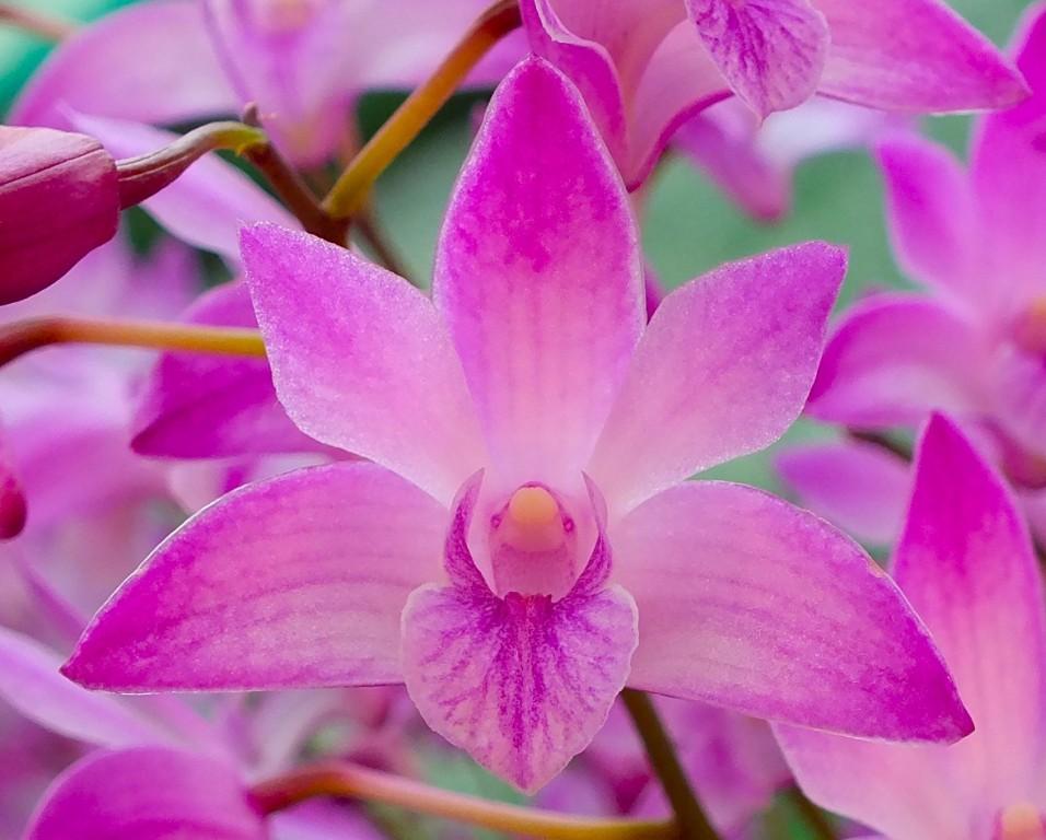 Dendrobium Esme Poulton - photo 2