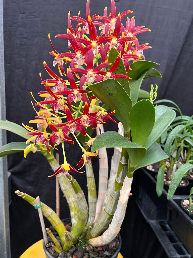 Dendrobium Avril's Gold - photo 2