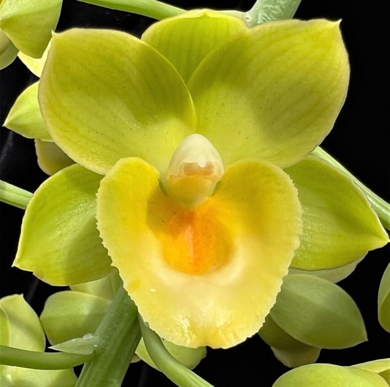 Fredclarkeara Upgrade