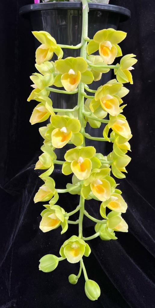 Fredclarkeara Upgrade - photo 2