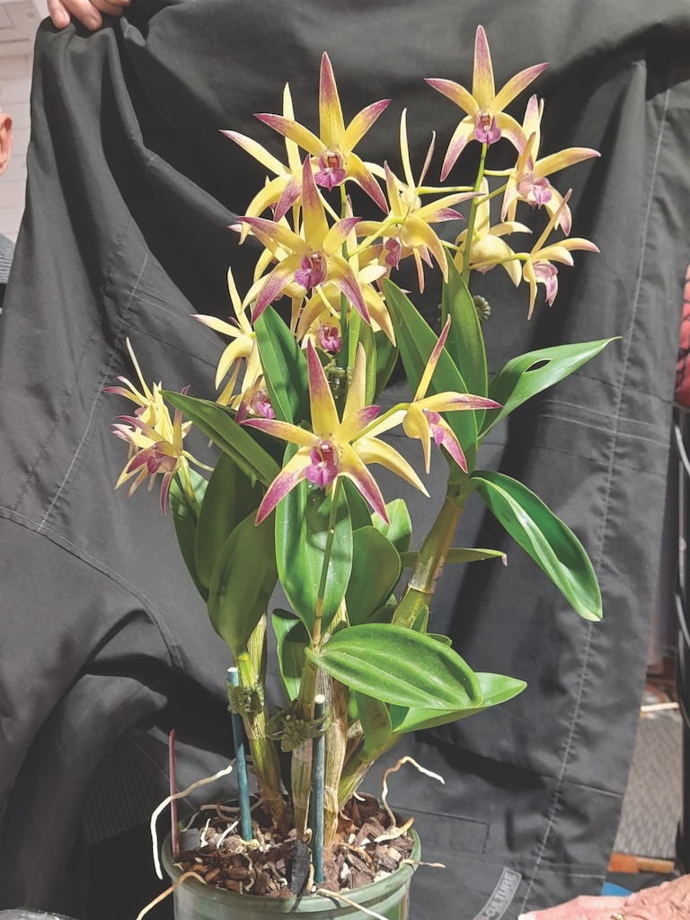 Dendrobium Elliana Grace - photo 2