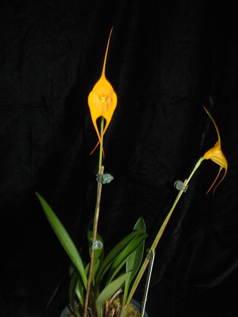 Masdevallia Golden Monarch - photo 2