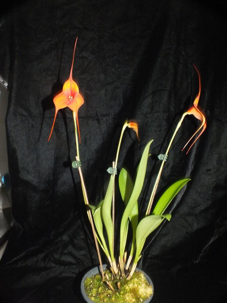 Masdevallia Rein Touch - photo 2
