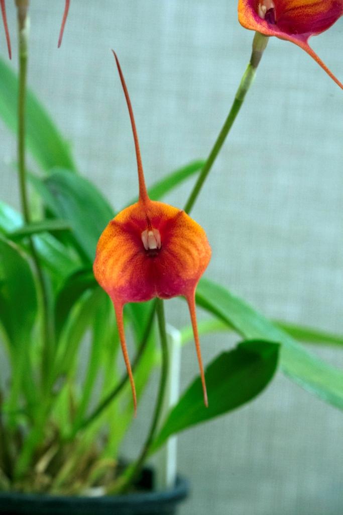 Masdevallia Blazing Wing - photo 2