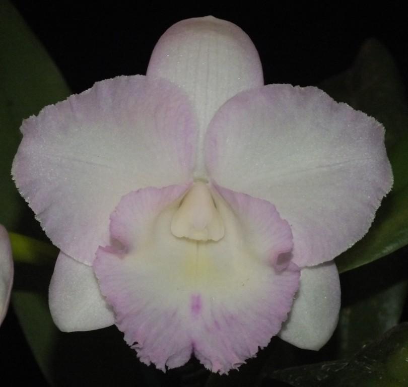 Rlc Lakehaven Rose
