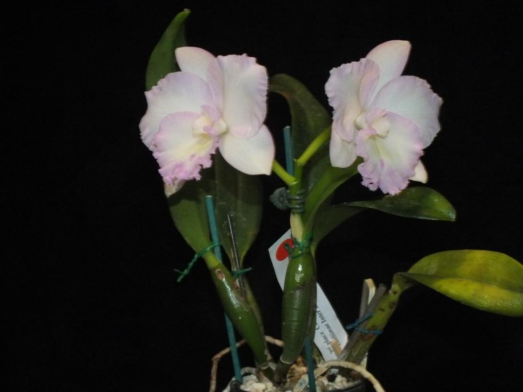 Rhyncholaeliocattleya Lakehaven Rose - photo 2