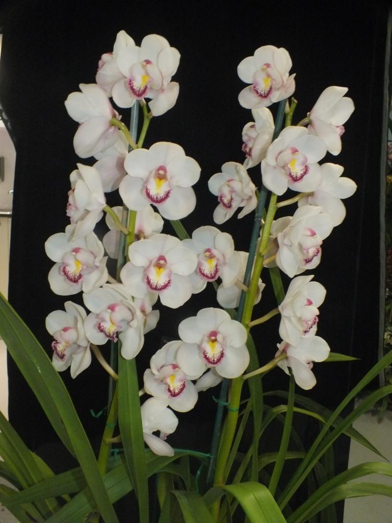 Cymbidium Blushing - photo 2