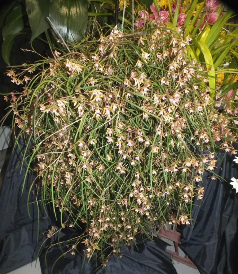 Den Australian Ginger