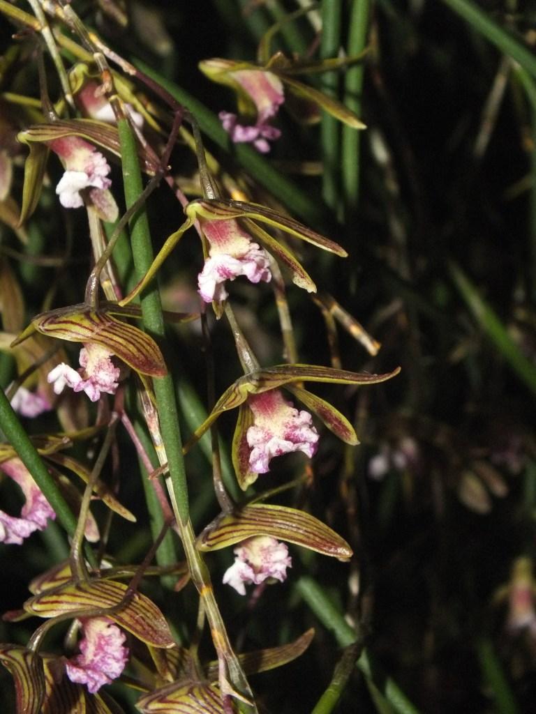 Dendrobium Australian Ginger - photo 2