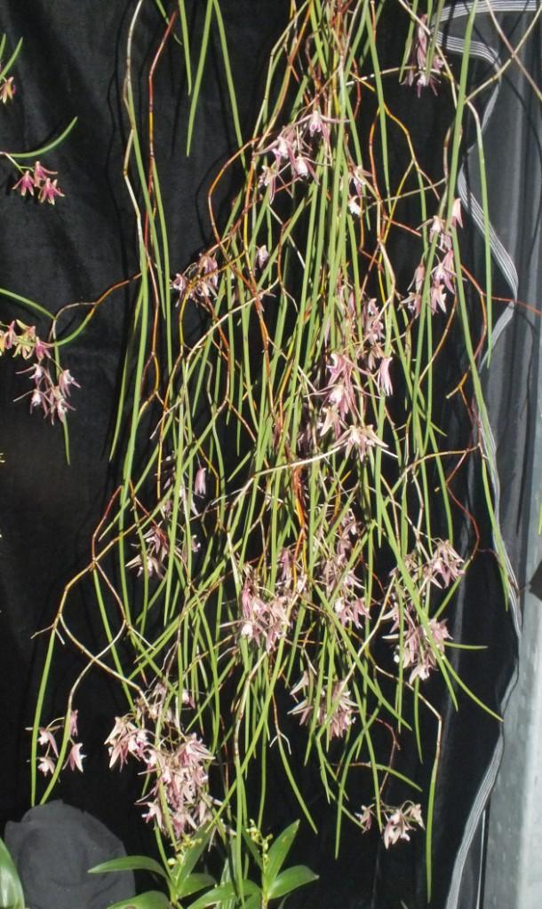 Den Australian Embers