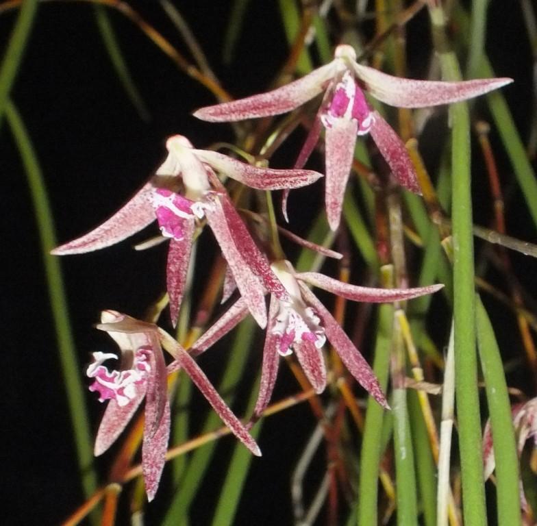 Den Australian Embers