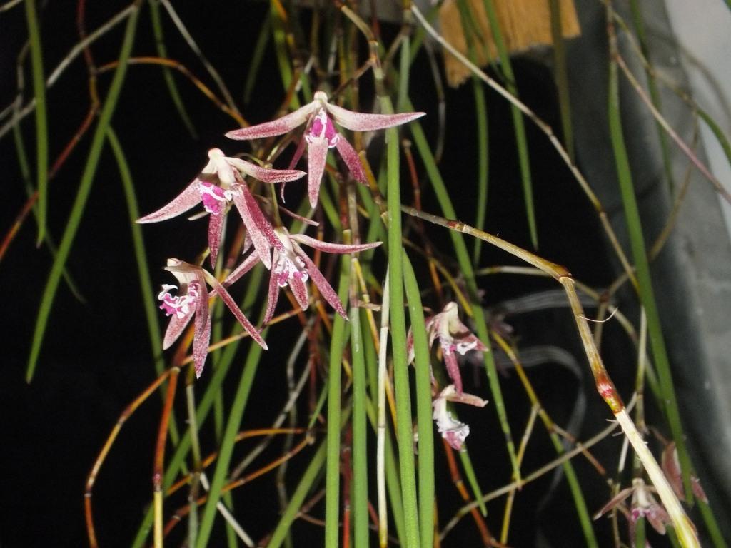 Dendrobium Australian Embers - photo 2
