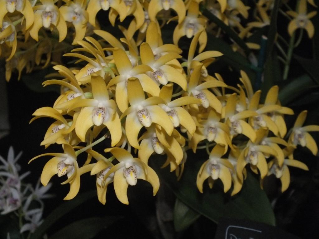 Dendrobium Dingadee - photo 2
