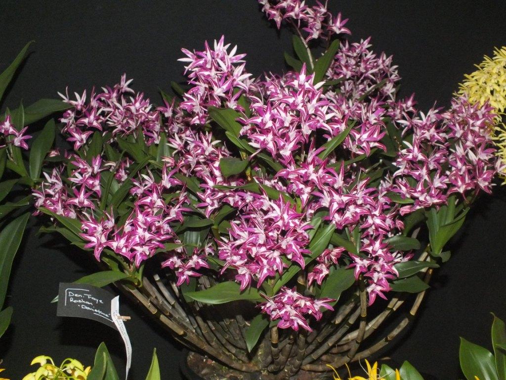 Dendrobium Faye Roshan - photo 2