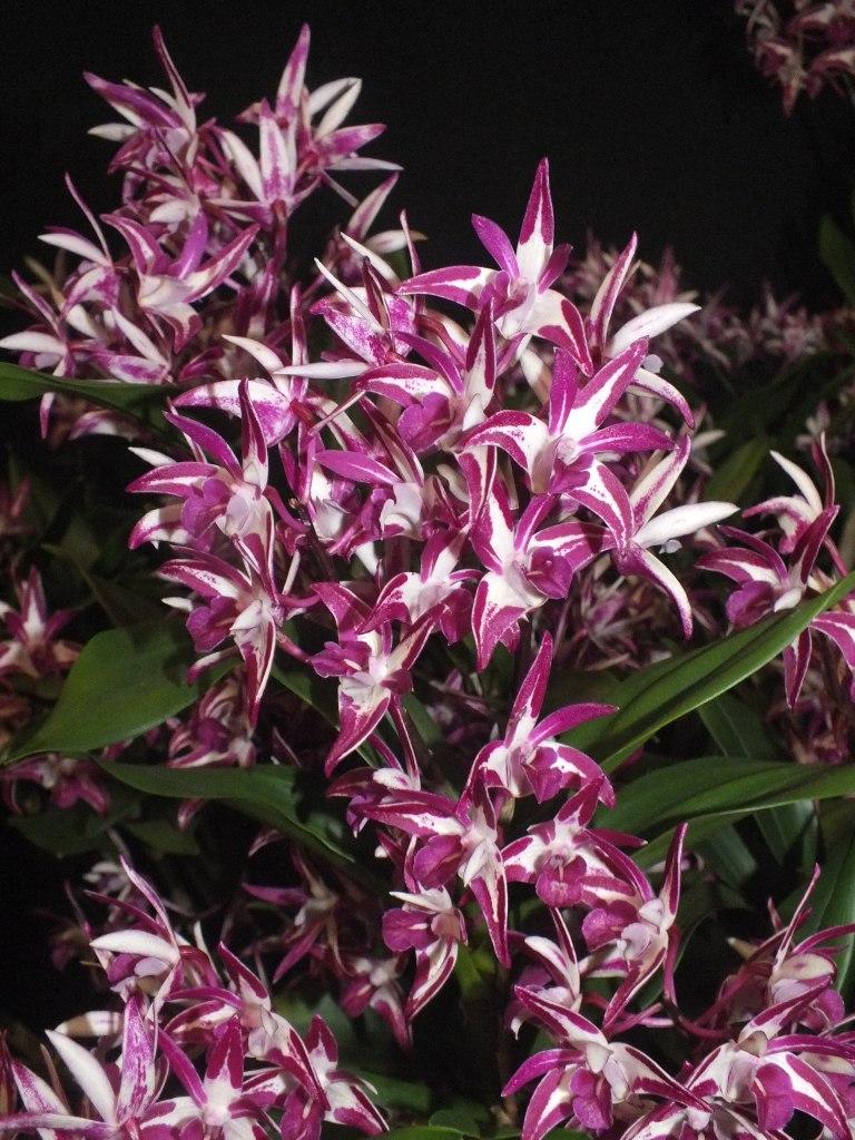 Dendrobium Faye Roshan - photo 2