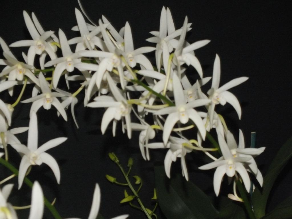 Dendrobium Greta Snow - photo 2