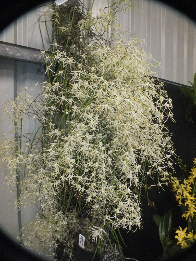 Dendrobium teretifolium