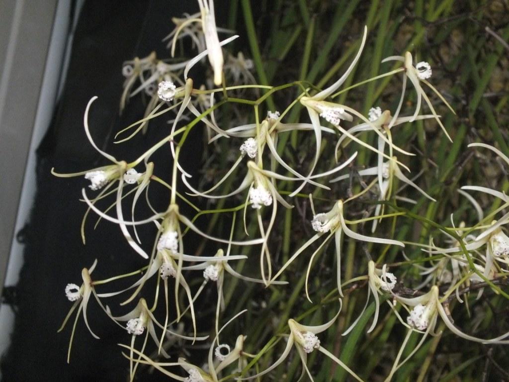 Dendrobium teretifolium var. fasciculatum - photo 2