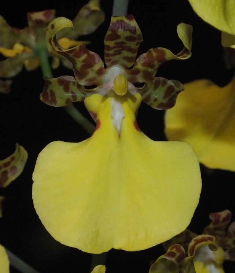 Tricocentrum splendidum