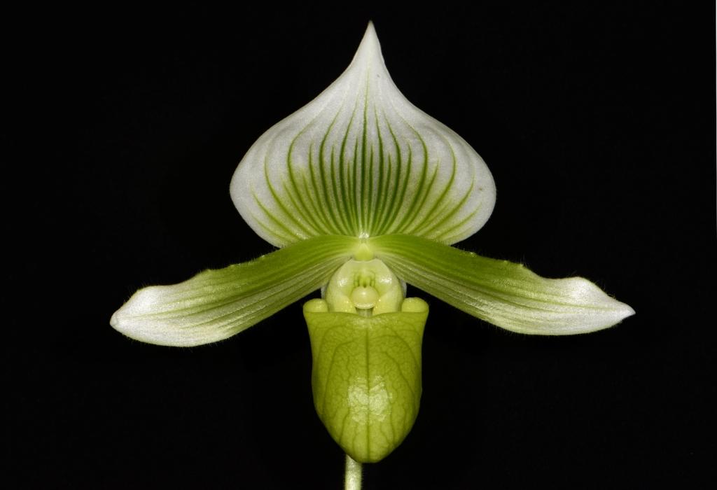 Paph Drakonyx