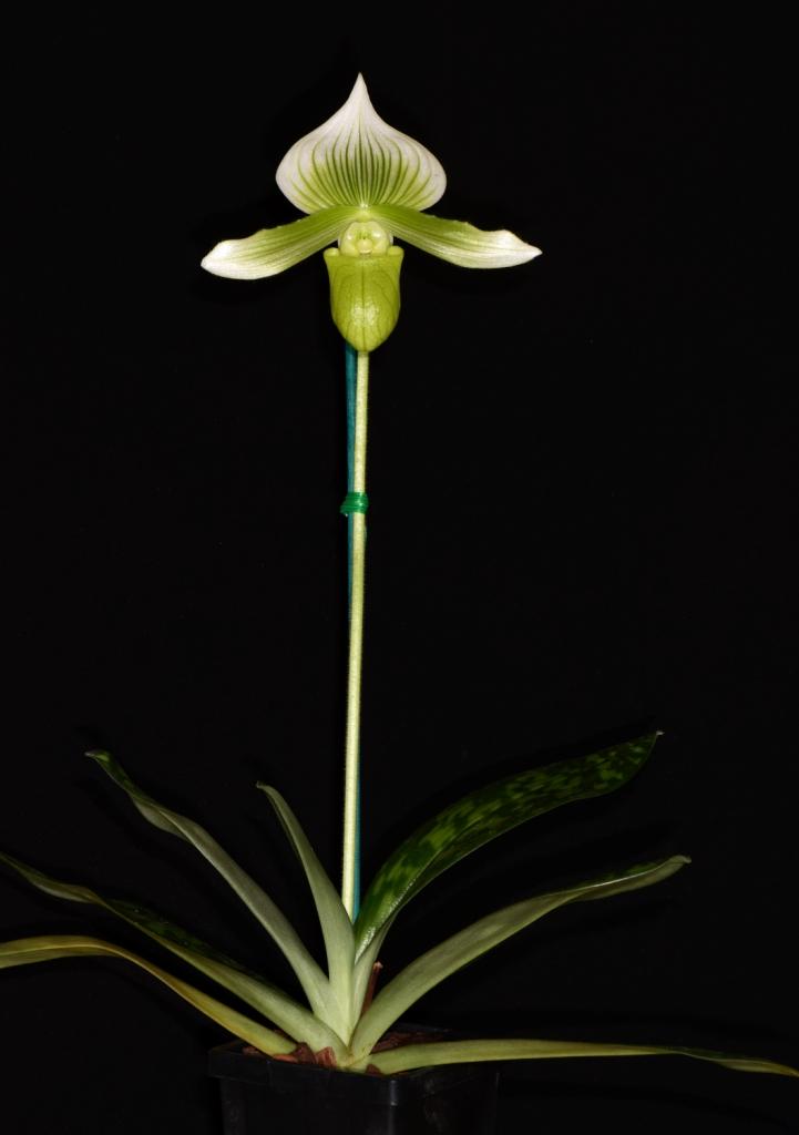 Paphiopedilum Drakonyx - photo 2