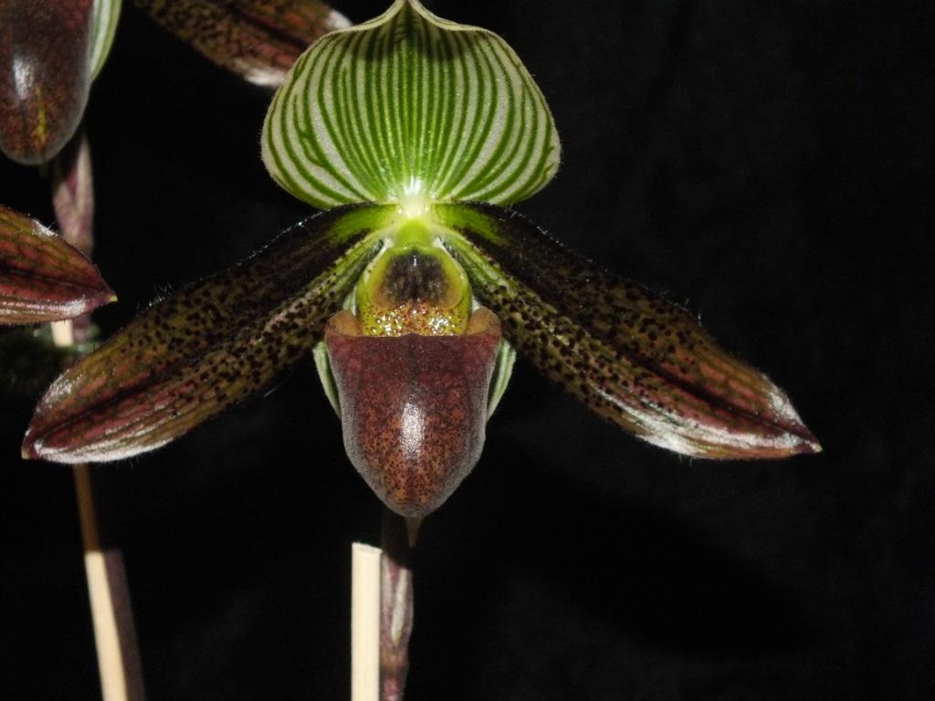 Paphiopedilum wardii 'TOM No. 4'
