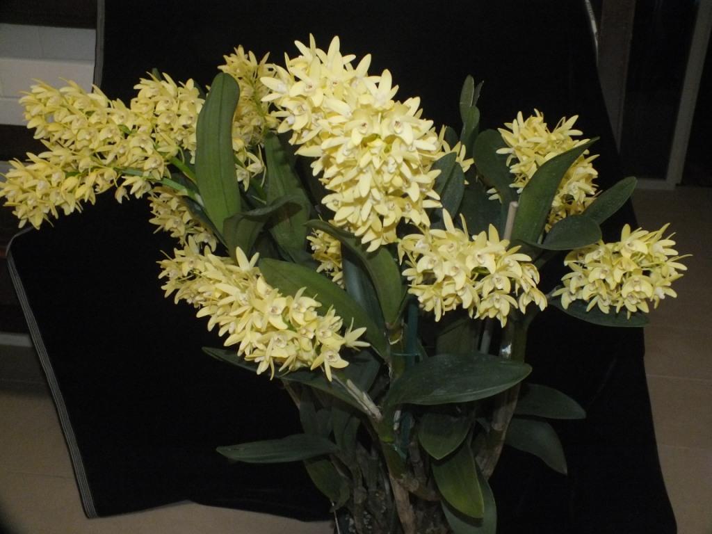 Den Dunokayla 'RAMLA'