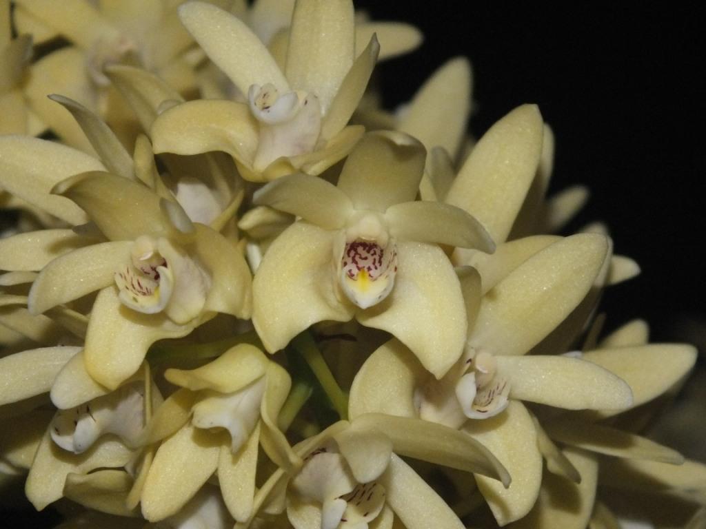 Dendrobium Dunokayla 'RAMLA' - photo 2