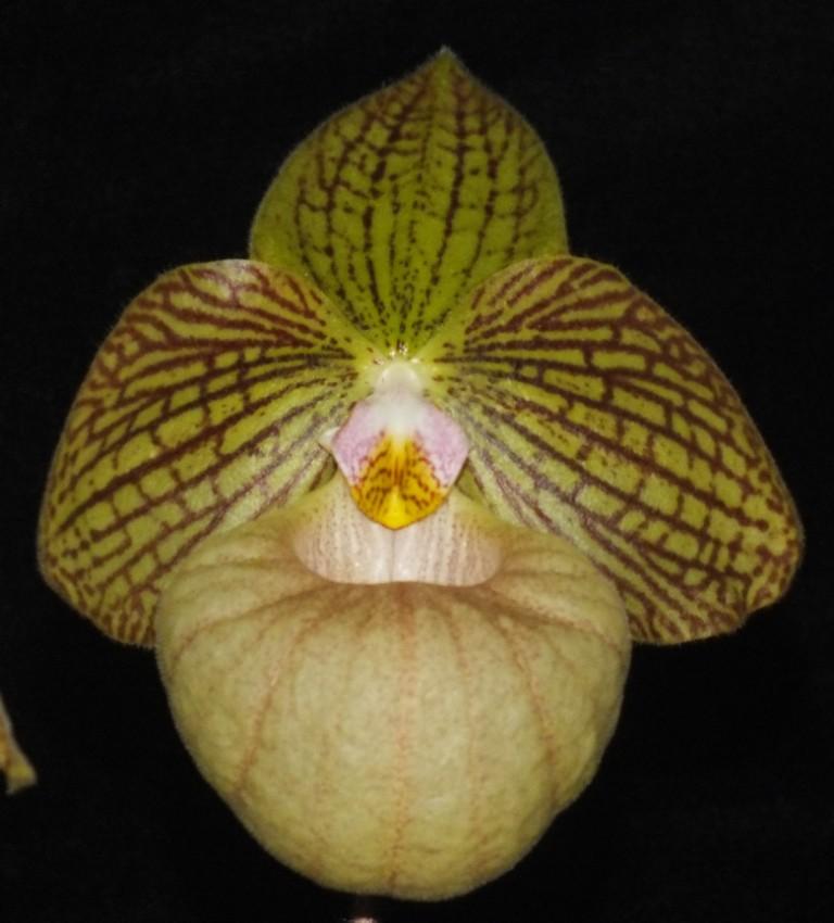 Paph Fanaticum