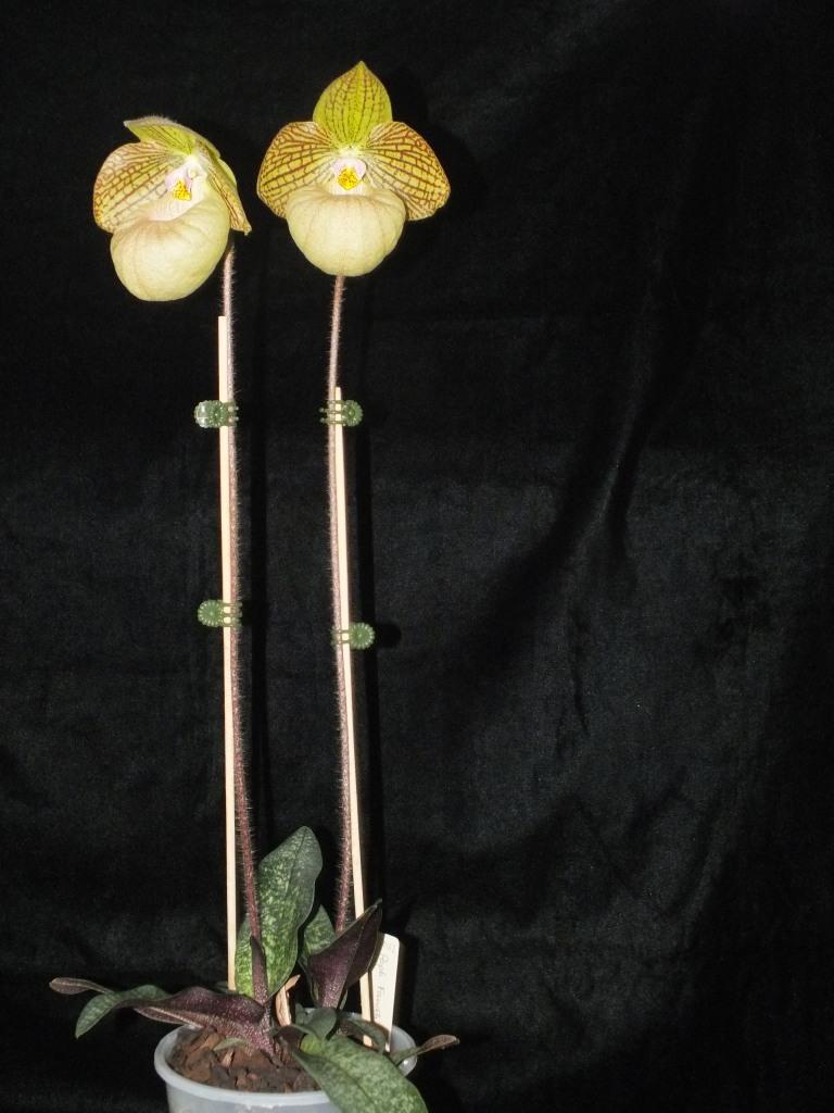 Paphiopedilum Fanaticum - photo 2