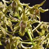 Den Neifert's Alexpoly 'Faye'