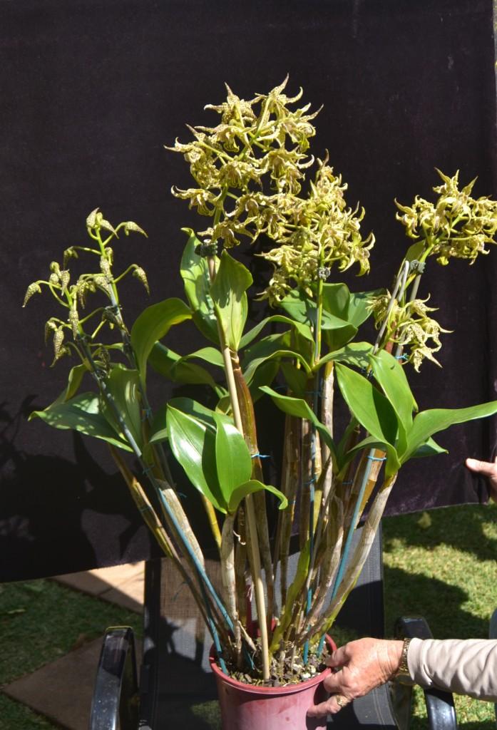 Dendrobium Neifert's Alexpoly 'Faye' - photo 2