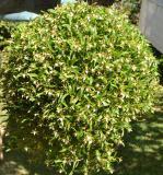 Dinema polybulbon 'Nicola'