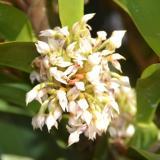 Maxillaria densa 'Lyn'