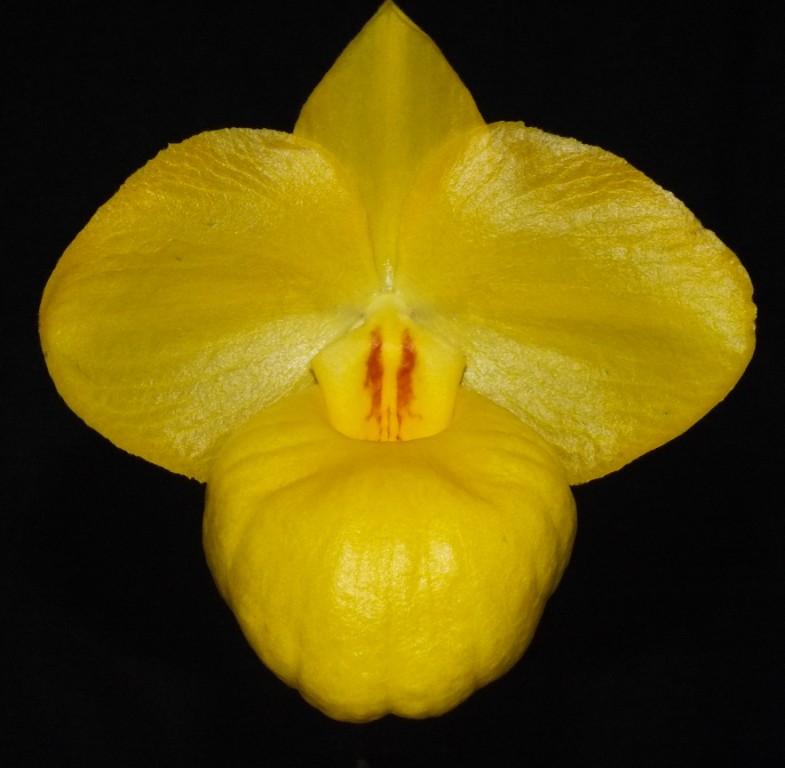 Paphiopedilum armeniacum