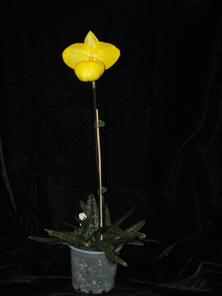 Paphiopedilum armeniacum - photo 2