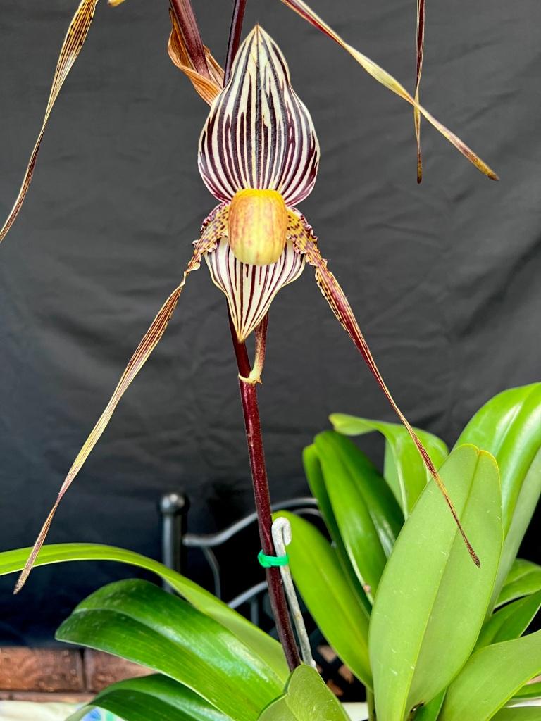 Paph Saint Swithin