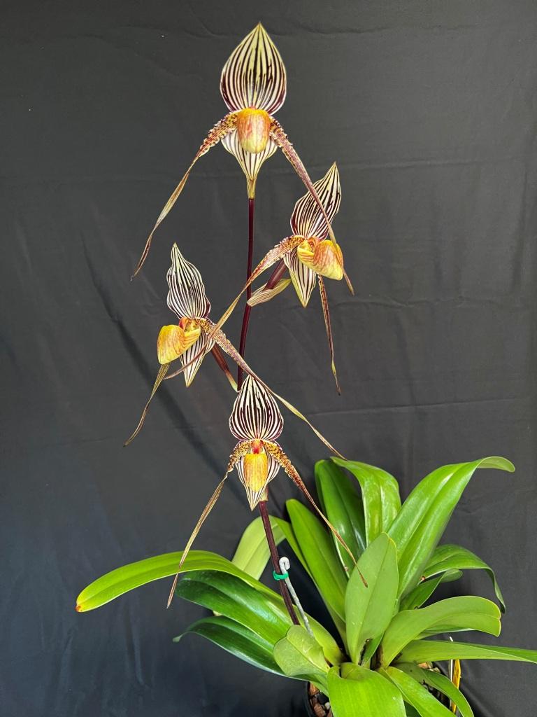 Paphiopedilum Saint Swithin - photo 2